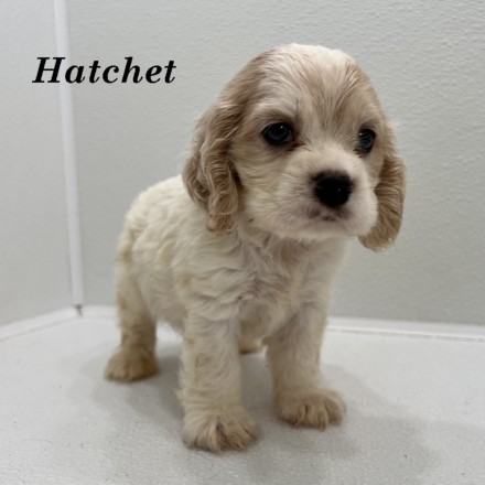 puppy, for, sale, Cockalier, Joe & Cherri  Overlease, dog, breeder, Miller, MO, dog-breeder, puppy-for-sale, forsale, nearby, find, puppyfind, locator, puppylocator, aca
